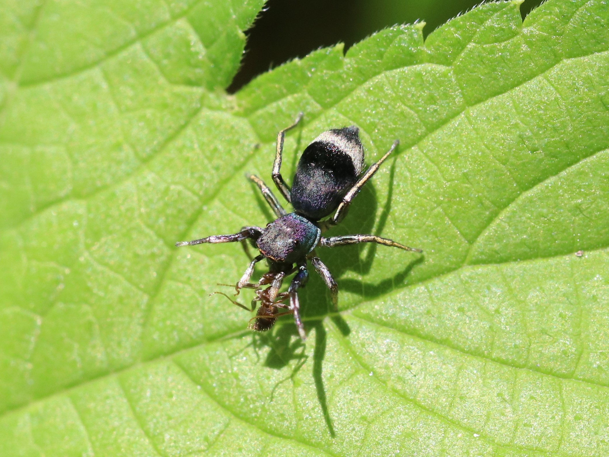 蟻を食べるアオオビハエトリ2